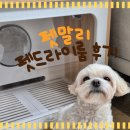 우드펫 | 펫말리 우드 펫드라이룸 내돈내산 솔직 후기 (PetMalii M10)