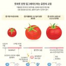 더달콤토마토