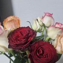 장미유통 | 기념일선물 꽃피는강진 생화 장미꽃다발 배송후기