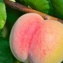 평지농장 이미지