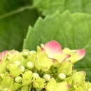 남사농장 이미지