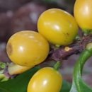 커피체리 이미지