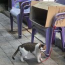 CU 옥천삼양타운점 | cu 옥천 삼양타운에서 만난 고양이입니다
