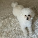 애정그루밍 | 대구 복현동 애견미용 비숑 단골집 헬로우그루밍