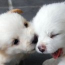 예쁜강아지 네이버블로그