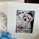플로정아 - 11733 | 19살 '곰돌이'의 첫 번째 기일을 애도하며.. ｜반려견 1주기 화분장 ｜강아지 유골(함) 보관 및 자연...