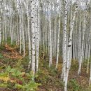 백담고을산장 이미지