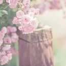 어느 맑은 날 이미지