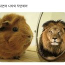 바라