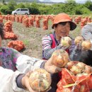 함양톱밥 이미지