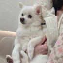 24시 공감365동물의료센터 | 진접동물병원 노견 24시공감365동물의료센터 건강검진