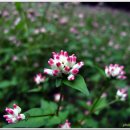 백마공원 이미지