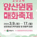 양산 원동 매화축제 순매원 미나리삼겹살 축제까지 이미지