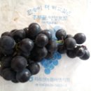 포도민박 이미지