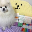 강아지 영양제 유목민 정착템 어반포즈 영양제 후기