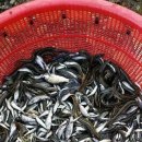 일출추어탕 이미지