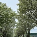 옛 철길 | 전주 이팝나무 명소 팔복예술공장 옛 철길 후기와 주차 정보