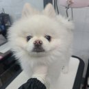 러블리 멍멍이 이미지