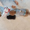 발라당눕스 이미지