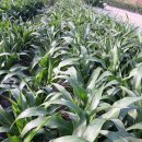 소담소담 이미지