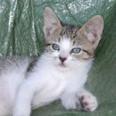 고양이발바닥 이미지