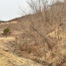 바베큐가이즈 이미지
