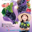 시음 금강변 | [공지] 32차 옥소동 와이너리투어_와인열차여행(충북영동포도축제/포도밟기.수확체험/영동와인터널)