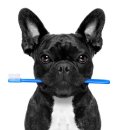 애니펫동물병원 이미지