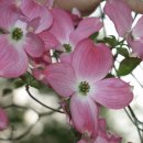 미국산딸나무 루브라(Rubra)cornus florida Rubra 이미지