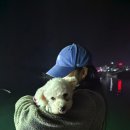 제주촌도야지