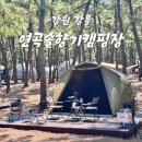 연곡해변 입구 | 연곡솔향기캠핑장 명당 A149 오션뷰 바다 캠핑장