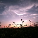 권총농장 이미지