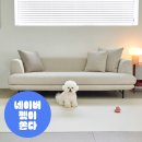 강아지와고양이 | 강아지와 고양이를 위한 완벽한 매트! 디팡 애견매트 후기