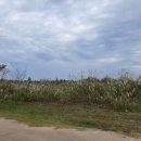 영등시민공원 인라인장 이미지