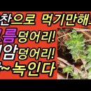 코로나 백신 접종 후 ‘건강 수호자’ 면역력 높이는 7가지 방법외5건 [채동석동호회단톡방에서] 이미지