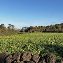 코크(Koch) | 제주 구좌 감성독채펜션 내돈내산 코크 /koch 1