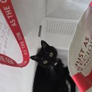 온동물병원 | 고양이 스케일링 비용과 발치 후기 (제주 온동물병원)