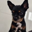 까미농장 | 당진 스튜디오 촬영 / 펫 사진 '패밀리수스튜디오' 후기 / 까미 사진 찍기 원정기🐶