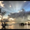 Puppy's Dream 이미지