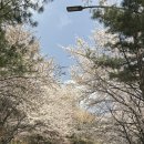 남한산성면 행정복지센터 대회의실 | 봄나들이 가기 좋은 곳 광주 남한산성 벚꽃 드라이브 둘레길 3코스 추천 등산 후기