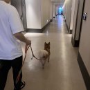 강릉 반려견 호텔 유치원 로젯펫살롱 세인트존스호텔점 이미지