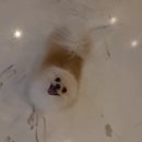 치즈 애견유치원&애견호텔 이미지