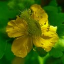 애기똥풀 이미지