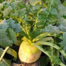 상오농장 | 도시농부 텃밭가꾸기 텃밭에 키운 배추와 무로 김장하기