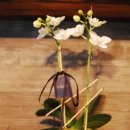 아마빌리스 이미지