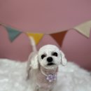 구름 펫 살롱 | 7살 말티푸 알머리컷 후기 얼굴 가위컷 잘해요. 3mm 인천 애견미용