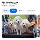 행복하개키울고양 이미지