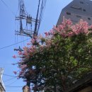 여주-0017 네이버블로그