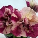 (주)하나마이 이미지