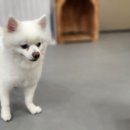 조이풀독 이미지